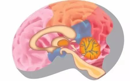 脑不萎缩 80岁不痴呆 竟然这么简单…为了家人健康 看看!
