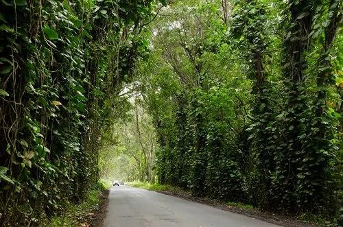 盘点全球十大最美林荫隧道 定有你喜欢的