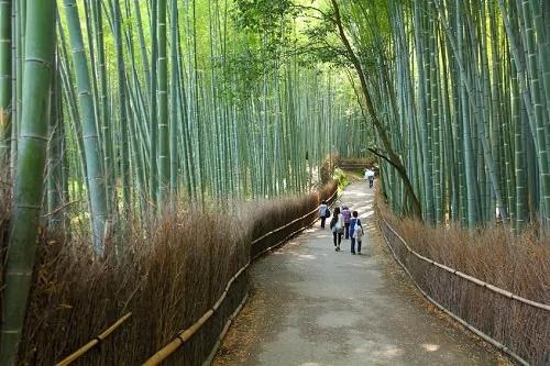 盘点全球十大最美林荫隧道 定有你喜欢的