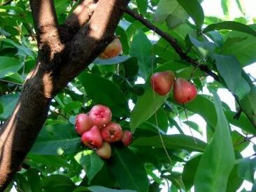 莲雾:整肠胃、消下肢水肿 营养师:这时吃降胆固醇