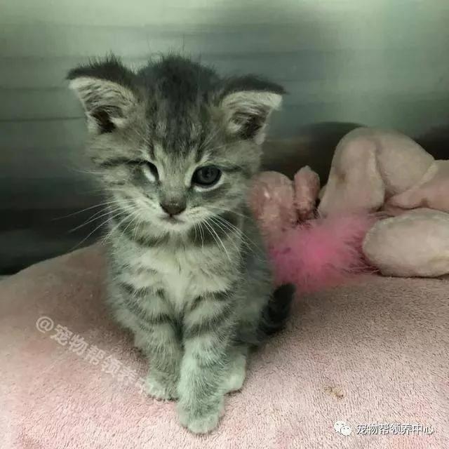 天生一只眼的小猫被遗弃 新主人就喜欢它“抛媚眼”的可爱样子!