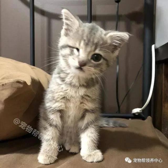 天生一只眼的小猫被遗弃 新主人就喜欢它“抛媚眼”的可爱样子!