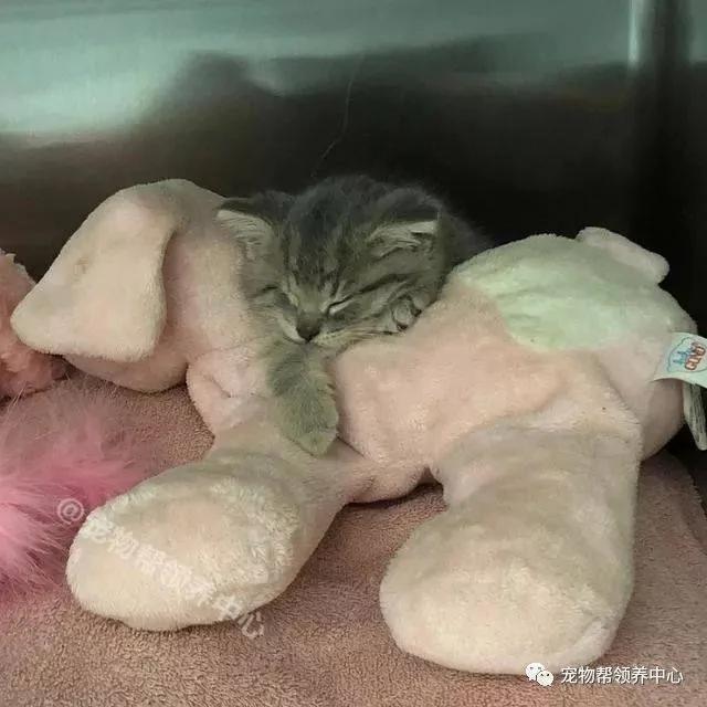 天生一只眼的小猫被遗弃 新主人就喜欢它“抛媚眼”的可爱样子!
