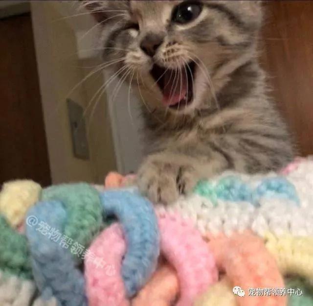 天生一只眼的小猫被遗弃 新主人就喜欢它“抛媚眼”的可爱样子!