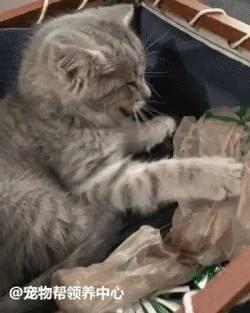 天生一只眼的小猫被遗弃 新主人就喜欢它“抛媚眼”的可爱样子!