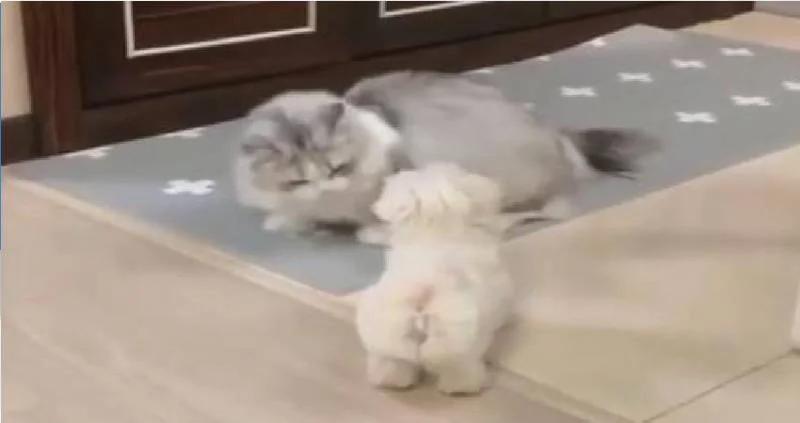 下班路上捡到一只小白狗 带回家后布偶猫举动把主人笑哭了!