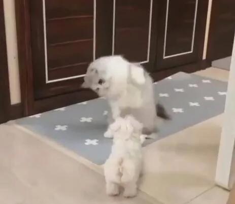 下班路上捡到一只小白狗 带回家后布偶猫举动把主人笑哭了!