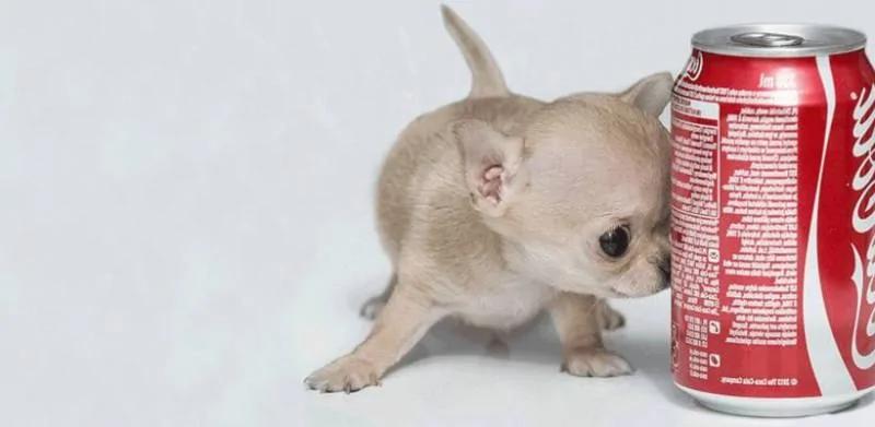 全球最小动物 宠物里你见过可乐大小的狗狗和手掌大小的猫咪吗?