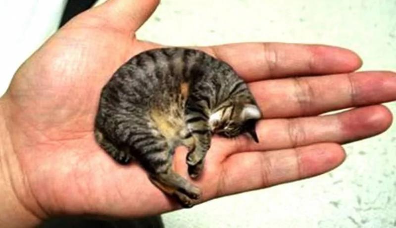 全球最小动物 宠物里你见过可乐大小的狗狗和手掌大小的猫咪吗?