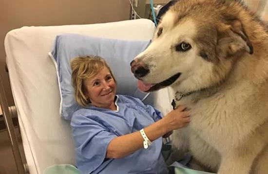 三义犬分工看护 林中摔伤遛狗员终平安!