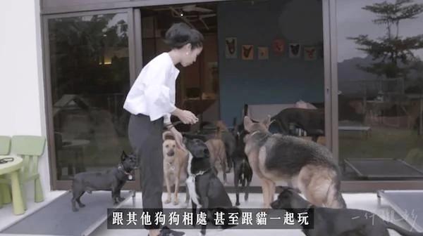 这位女人在家养了100只狗狗 被爱狗的人赞爆!