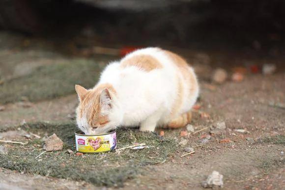 流浪猫经常跟我回家 却一直不愿让我收养它 我该怎么办? 网友支招!