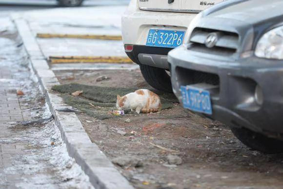 流浪猫经常跟我回家 却一直不愿让我收养它 我该怎么办? 网友支招!