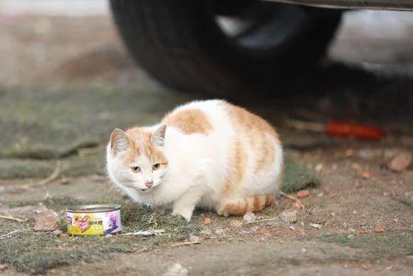 流浪猫经常跟我回家 却一直不愿让我收养它 我该怎么办? 网友支招!
