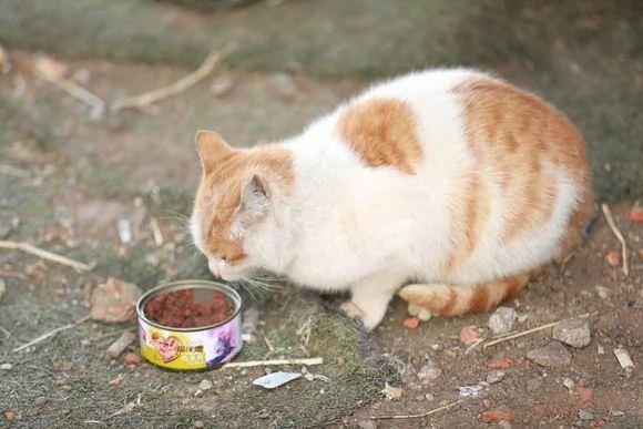 流浪猫经常跟我回家 却一直不愿让我收养它 我该怎么办? 网友支招!
