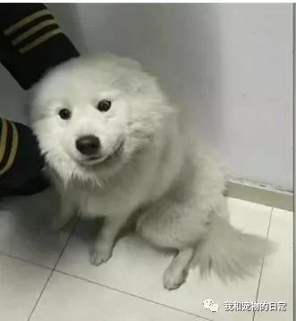 这是一只独自旅行的萨摩耶 坐了两站地铁去游玩 主人还不知道它走失!