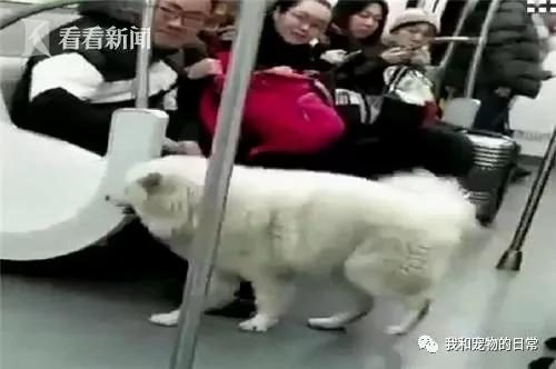 这是一只独自旅行的萨摩耶 坐了两站地铁去游玩 主人还不知道它走失!
