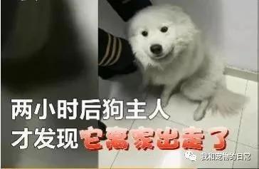 这是一只独自旅行的萨摩耶 坐了两站地铁去游玩 主人还不知道它走失!