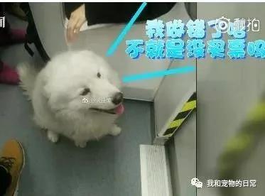 这是一只独自旅行的萨摩耶 坐了两站地铁去游玩 主人还不知道它走失!