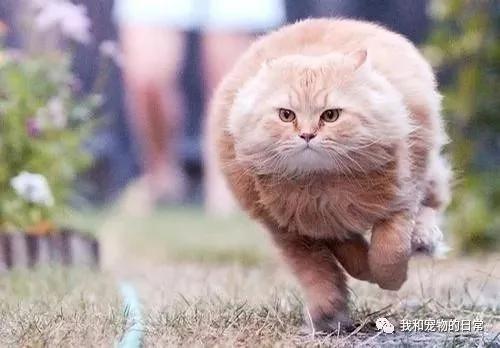 家里的猫咪每上一次厕所就要疯一次 原来是因为这个…