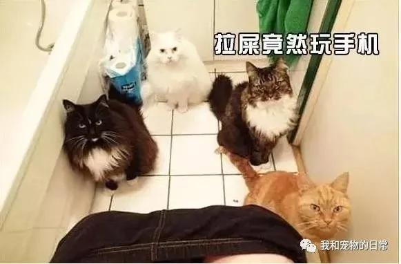 家里的猫咪每上一次厕所就要疯一次 原来是因为这个…