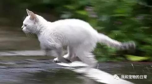 家里的猫咪每上一次厕所就要疯一次 原来是因为这个…