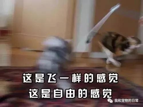 家里的猫咪每上一次厕所就要疯一次 原来是因为这个…