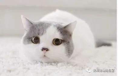 家里的猫咪每上一次厕所就要疯一次 原来是因为这个…
