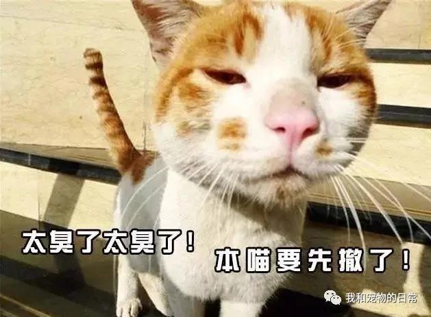 家里的猫咪每上一次厕所就要疯一次 原来是因为这个…