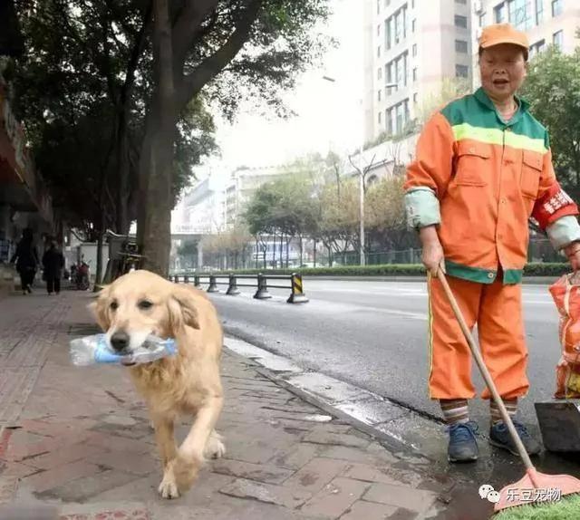 受重伤的金毛被阿姨收养 它狂捡瓶子感谢阿姨 暖心!