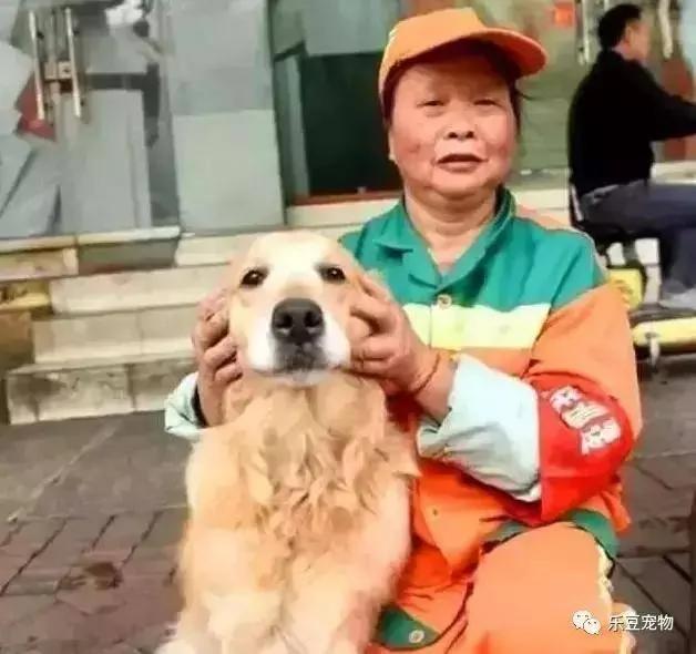 受重伤的金毛被阿姨收养 它狂捡瓶子感谢阿姨 暖心!