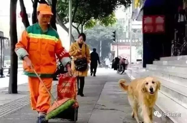 受重伤的金毛被阿姨收养 它狂捡瓶子感谢阿姨 暖心!