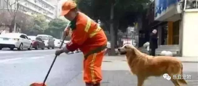 受重伤的金毛被阿姨收养 它狂捡瓶子感谢阿姨 暖心!
