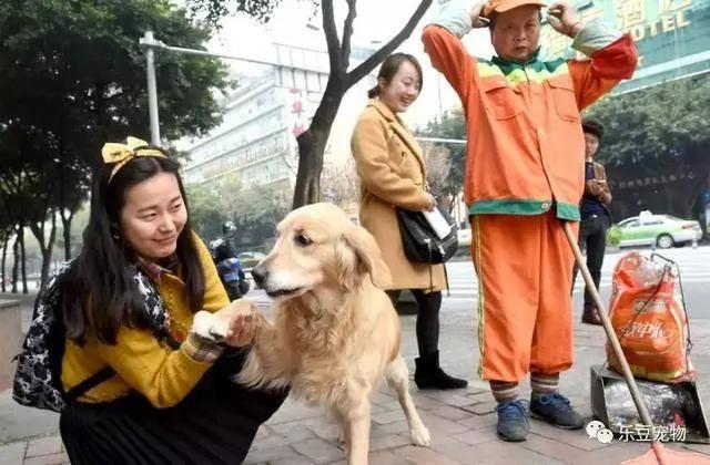 受重伤的金毛被阿姨收养 它狂捡瓶子感谢阿姨 暖心!