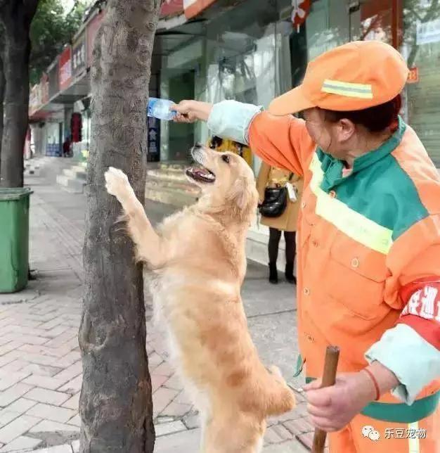 受重伤的金毛被阿姨收养 它狂捡瓶子感谢阿姨 暖心!