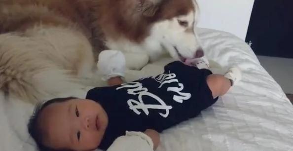 哈士奇对刚出生的宝宝超好奇 超近看他 狗狗:就是这个味道!