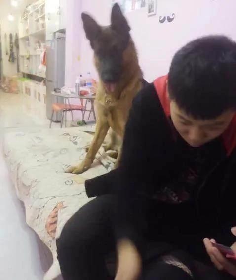 狗狗看见男子打女主人 立马扑了上去 将男子制服!