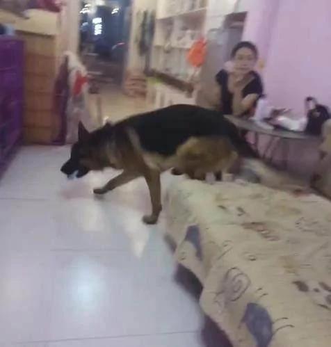 狗狗看见男子打女主人 立马扑了上去 将男子制服!