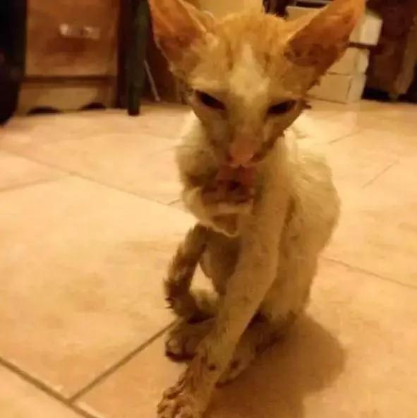 小野猫被兽医判安乐死 主人却把它养成绝世胖猫!