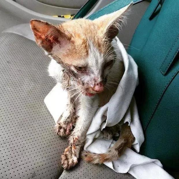 小野猫被兽医判安乐死 主人却把它养成绝世胖猫!