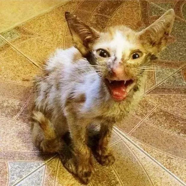 小野猫被兽医判安乐死 主人却把它养成绝世胖猫!