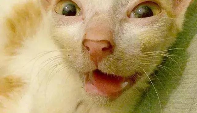 小野猫被兽医判安乐死 主人却把它养成绝世胖猫!