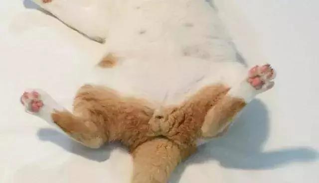 小野猫被兽医判安乐死 主人却把它养成绝世胖猫!