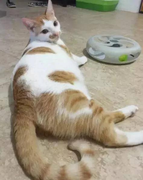 小野猫被兽医判安乐死 主人却把它养成绝世胖猫!