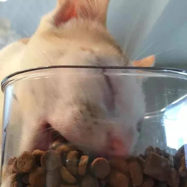 小野猫被兽医判安乐死 主人却把它养成绝世胖猫!