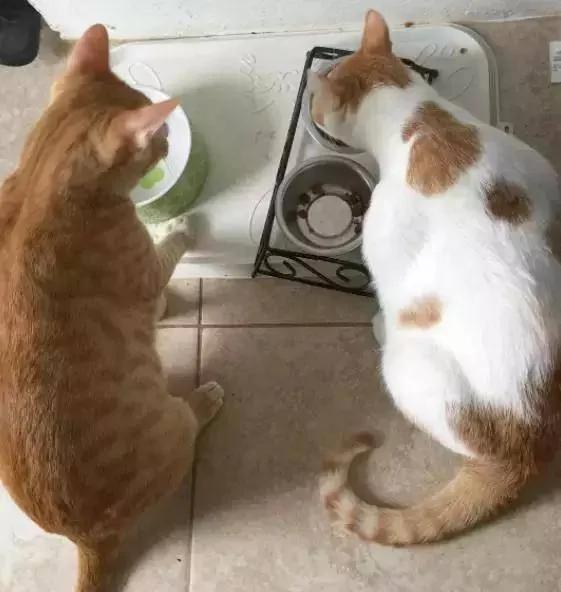 小野猫被兽医判安乐死 主人却把它养成绝世胖猫!