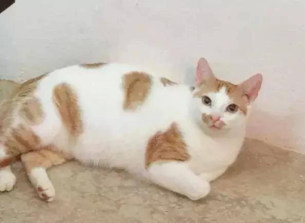 小野猫被兽医判安乐死 主人却把它养成绝世胖猫!