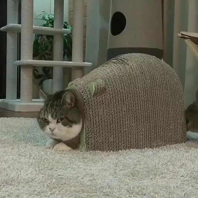 胖猫被卡动不了 另一只猫对着它尾巴咬了一下 网友笑得直不起腰!