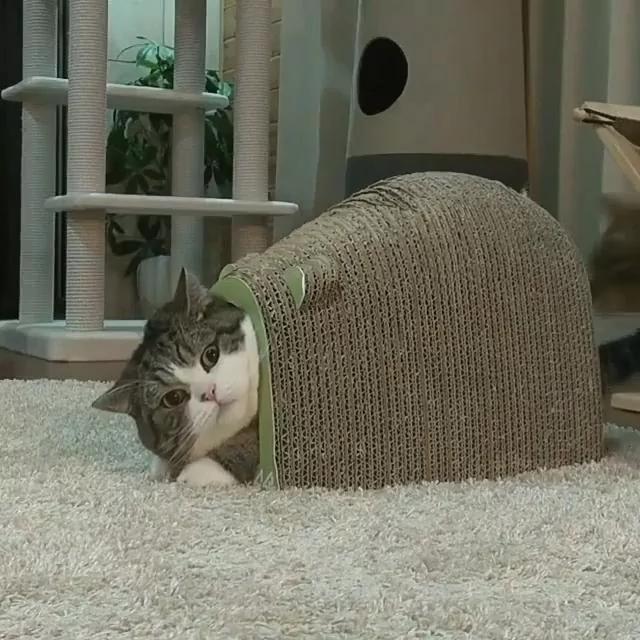胖猫被卡动不了 另一只猫对着它尾巴咬了一下 网友笑得直不起腰!