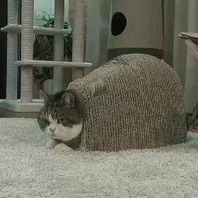 胖猫被卡动不了 另一只猫对着它尾巴咬了一下 网友笑得直不起腰!